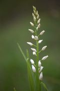 Cephalanthera longifolia