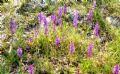 Orchis mascula subsp. olbiensis