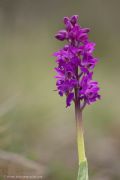 Orchis mascula