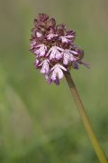 Orchis purpurea