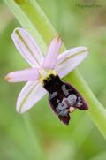 Ophrys bertolonii subsp. bertolonii