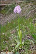 Orchis italica
