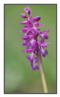 Orchis mascula