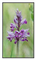 Orchis militaris