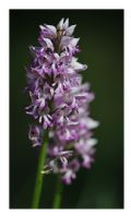 Orchis militaris