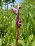 Serapias parviflora