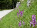 Orchis mascula s.l.