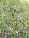 Himantoglossum adriaticum