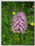 Orchis italica