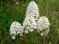 Anacamptis pyramidalis (apocromia)