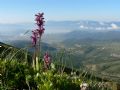 Orchis spitzelii