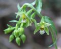 Epipactis muelleri