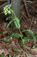 Epipactis muelleri