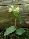 Cephalanthera damasonium