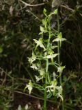 Platanthera chlorantha