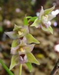 Epipactis neglecta