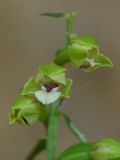 Epipactis pontica
