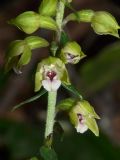 Epipactis pontica