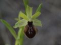 Ophrys tarentina