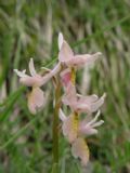 Orchis xcolemanii