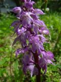 Orchis mascula subsp. speciosa