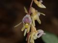 Epipogium aphyllum