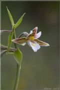 Epipactis palustris