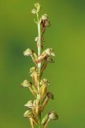 Orchis anthropophora