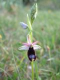 Ophrys bertolonii