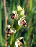 Ophrys umbilicata subsp. umbilicata