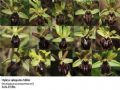 Ophrys sphegodes