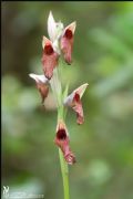 Serapias cordigera