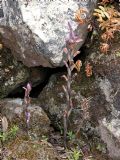 Limodorum trabutianum