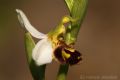 Ophrys apifera