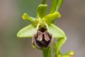 Ophrys argentaria