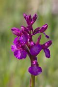 Anacamptis x gennarii