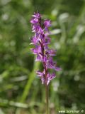 Orchis mascula