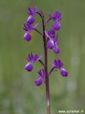 Anacamptis laxiflora