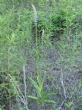 Gymnadenia conopsea