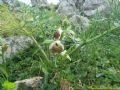 Ophrys parvimaculata