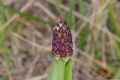 Orchis purpurea