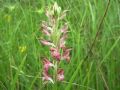 Anacamptis coriophora