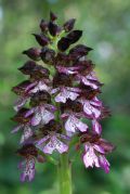 Orchis purpurea