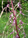 Himantoglossum adriaticum