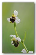 Ophrys  albertiana
