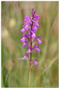 Anacamptis palustris