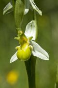 Ophrys apifera (apocromia totale)