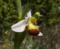 Ophrys apifera