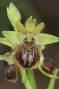 Ophrys argentaria