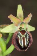 Ophrys argentaria
